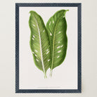 Botanical Leaf Study Vintage Wall Art Print-Skudaboo
