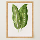 Botanical Leaf Study Vintage Wall Art Print-Skudaboo