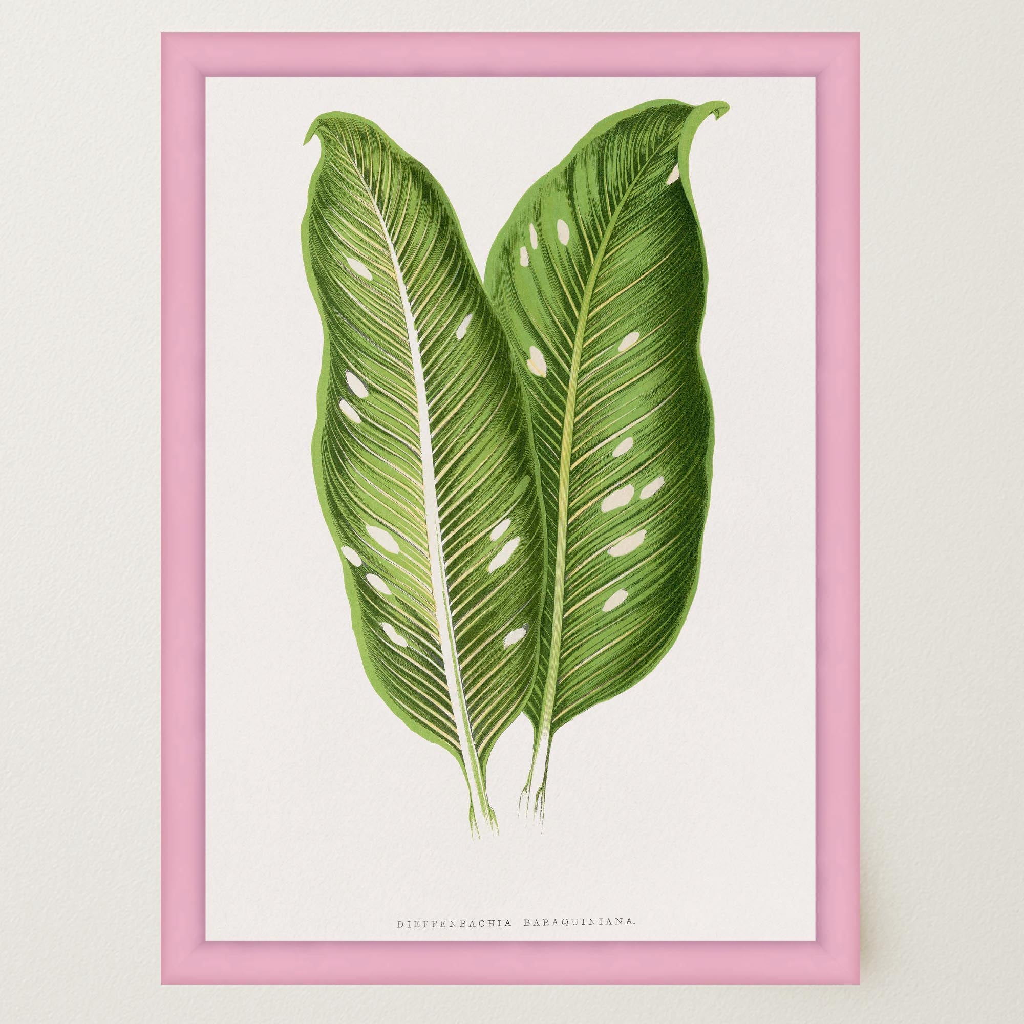 Botanical Leaf Study Vintage Wall Art Print-Skudaboo