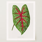 Green & Pink Leaf Botanical Vintage Art Print-Skudaboo