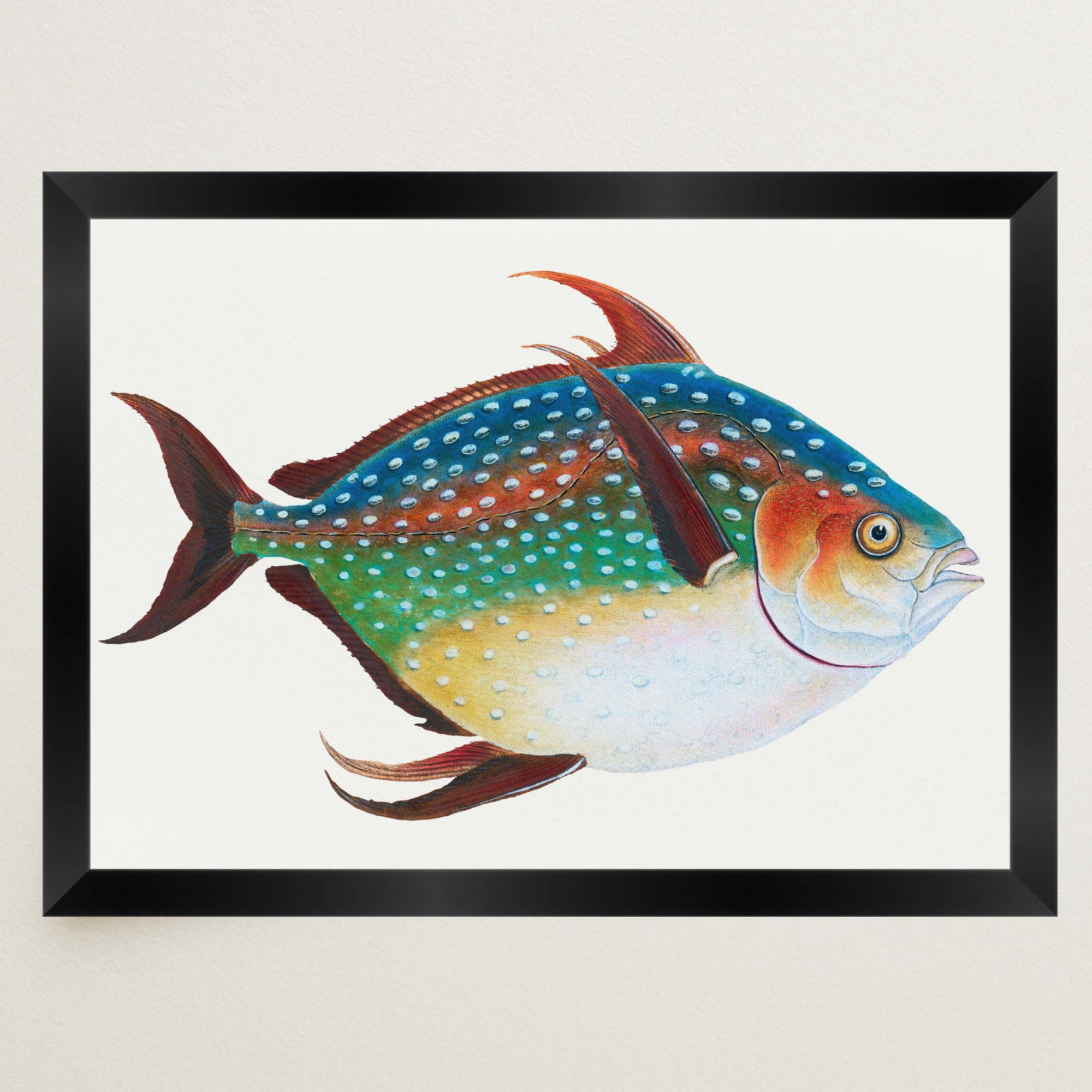 Opah Fish Vintage Wall Art Print-Skudaboo
