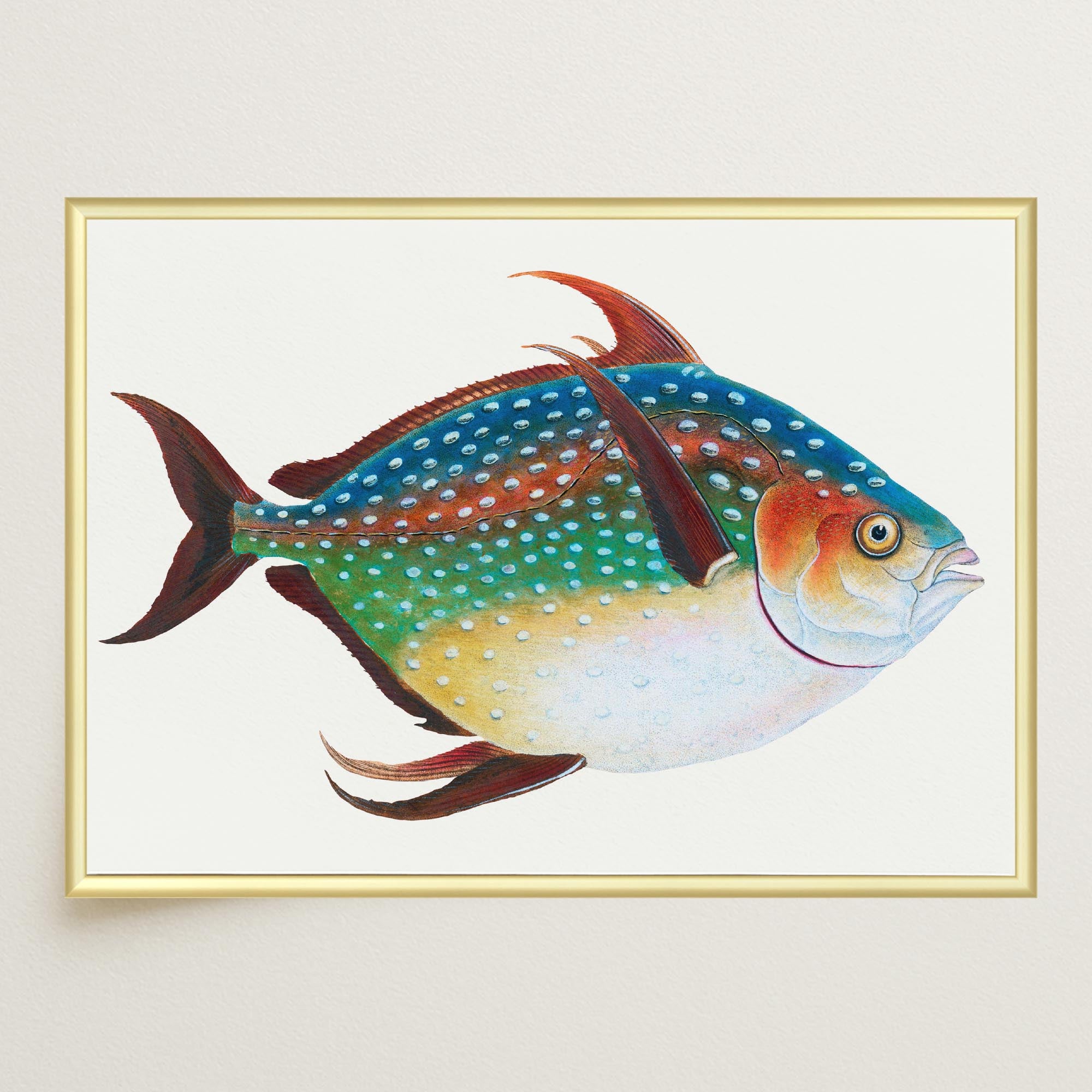 Opah Fish Vintage Wall Art Print-Skudaboo