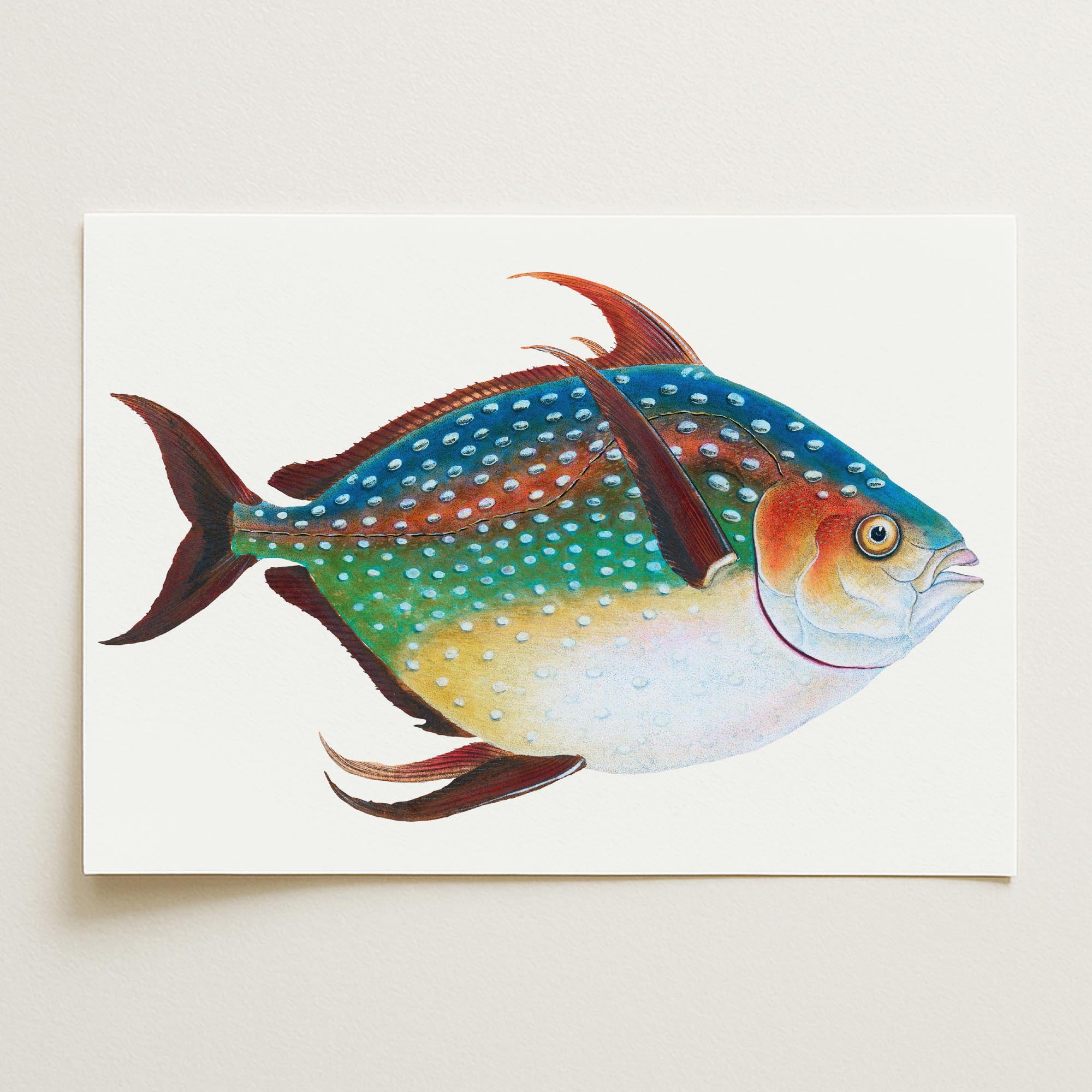 Opah Fish Vintage Wall Art Print-Skudaboo