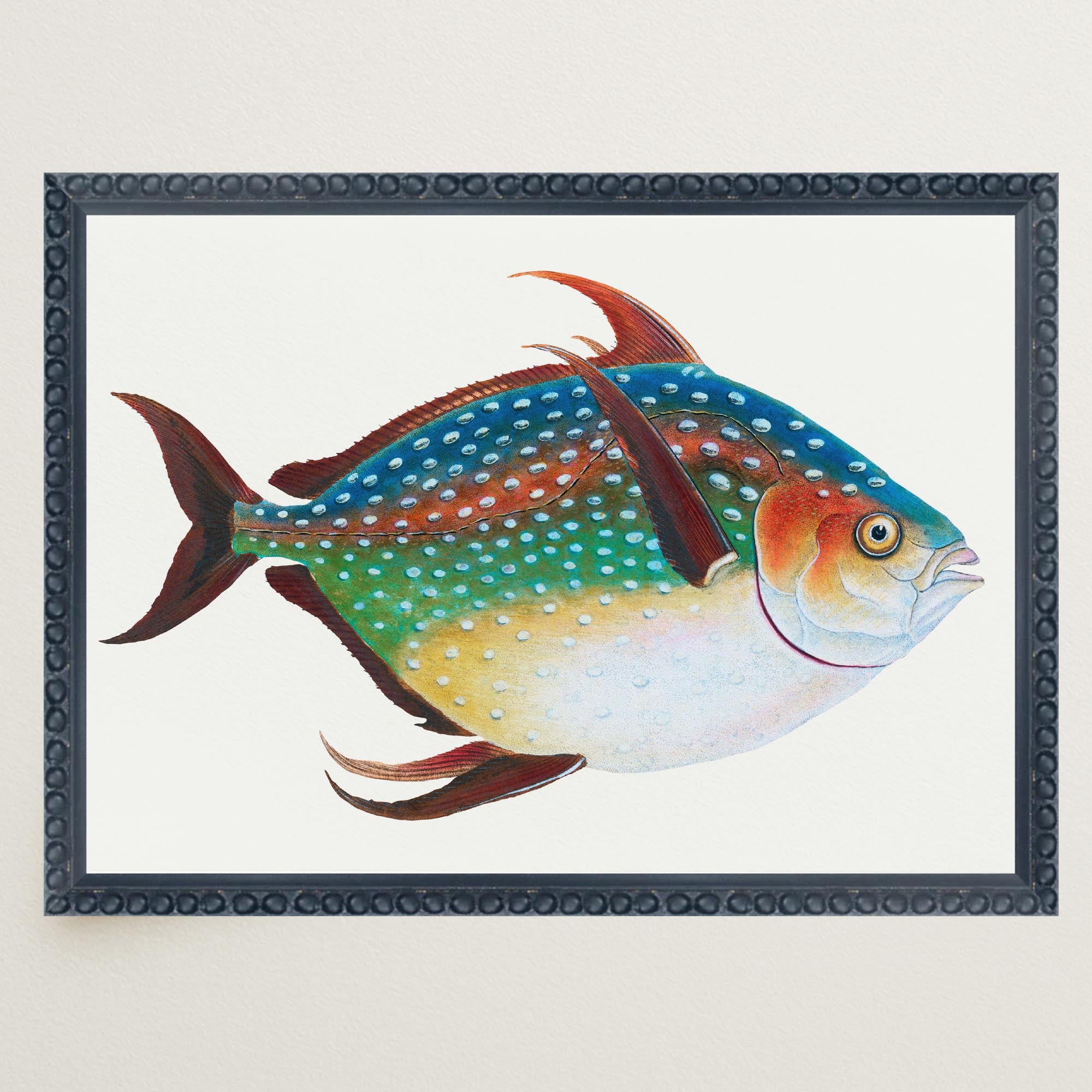 Opah Fish Vintage Wall Art Print-Skudaboo