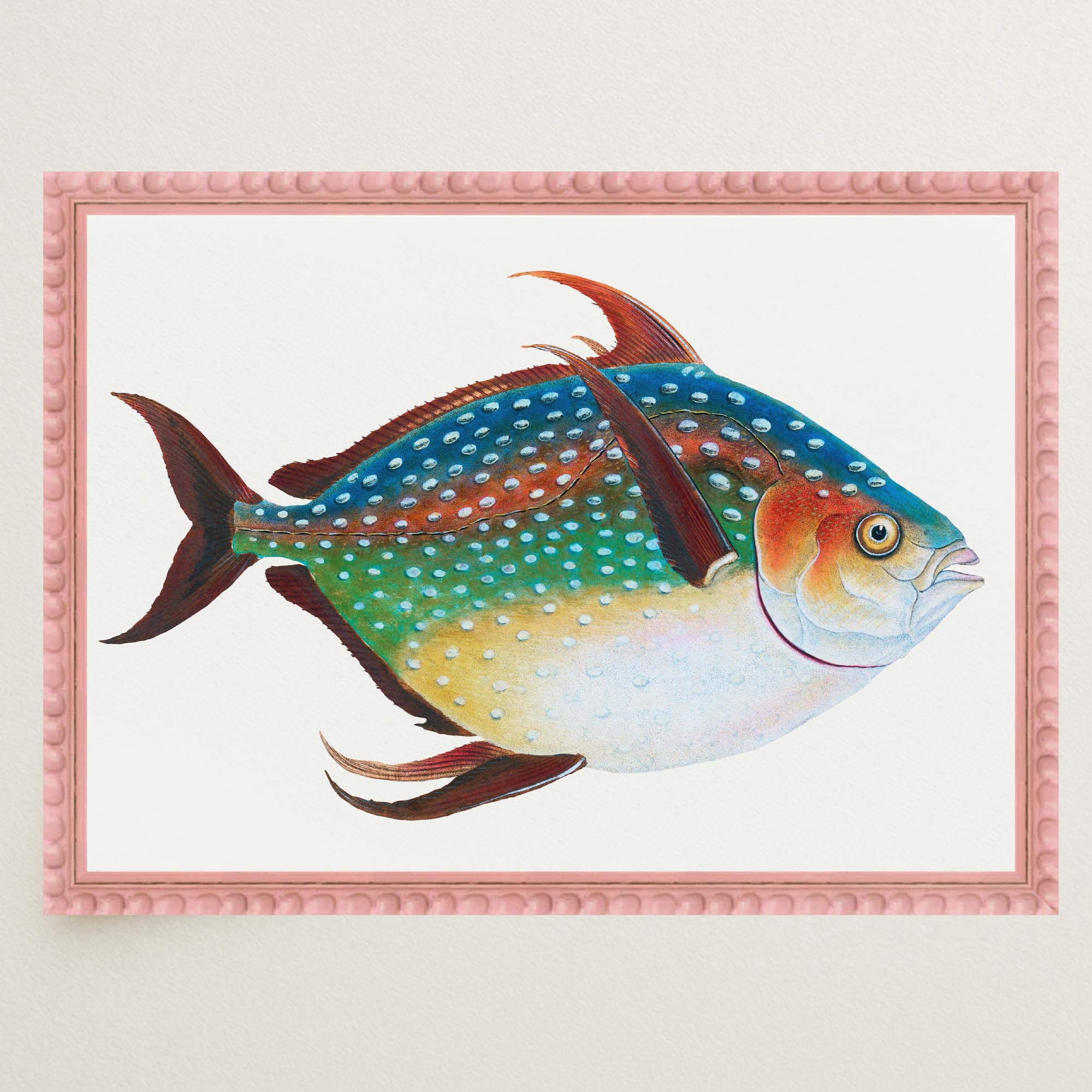 Opah Fish Vintage Wall Art Print-Skudaboo