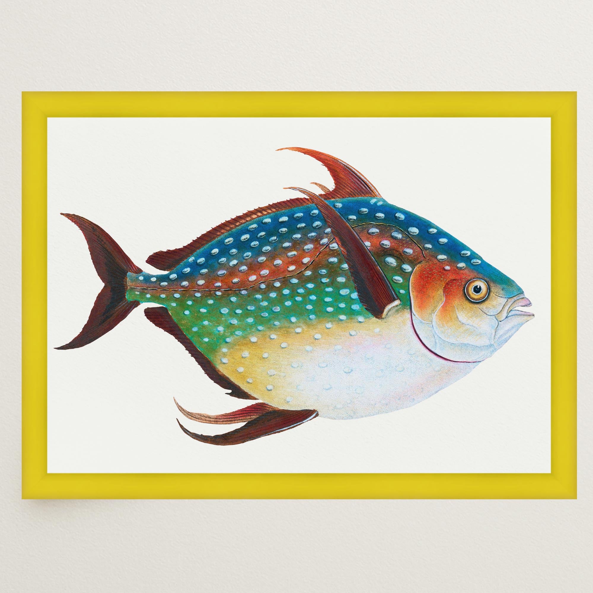 Opah Fish Vintage Wall Art Print-Skudaboo