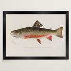 Brook Trout Fish Vintage Wall Art Print-Skudaboo