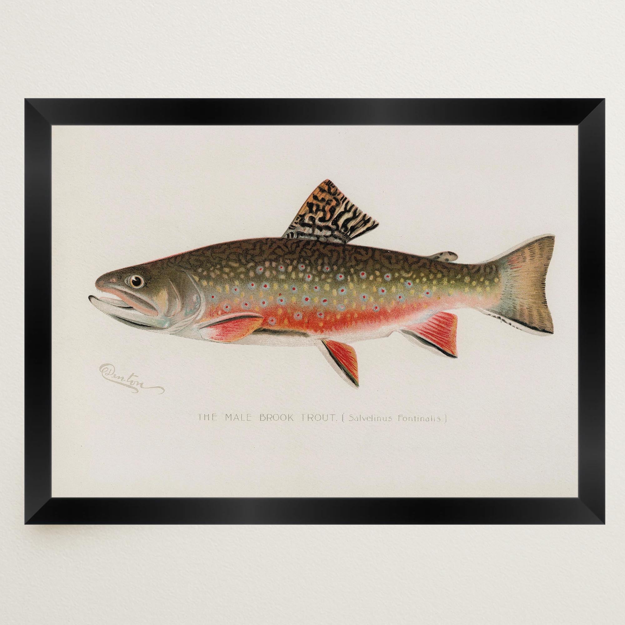 Brook Trout Fish Vintage Wall Art Print-Skudaboo