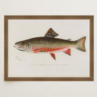 Brook Trout Fish Vintage Wall Art Print-Skudaboo