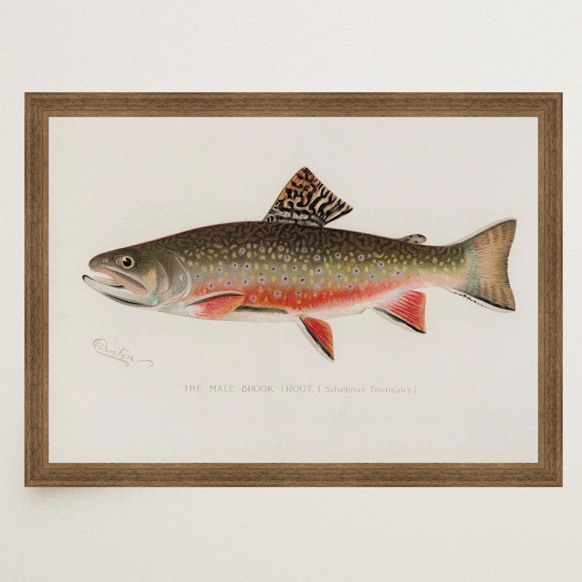 Brook Trout Fish Vintage Wall Art Print-Skudaboo