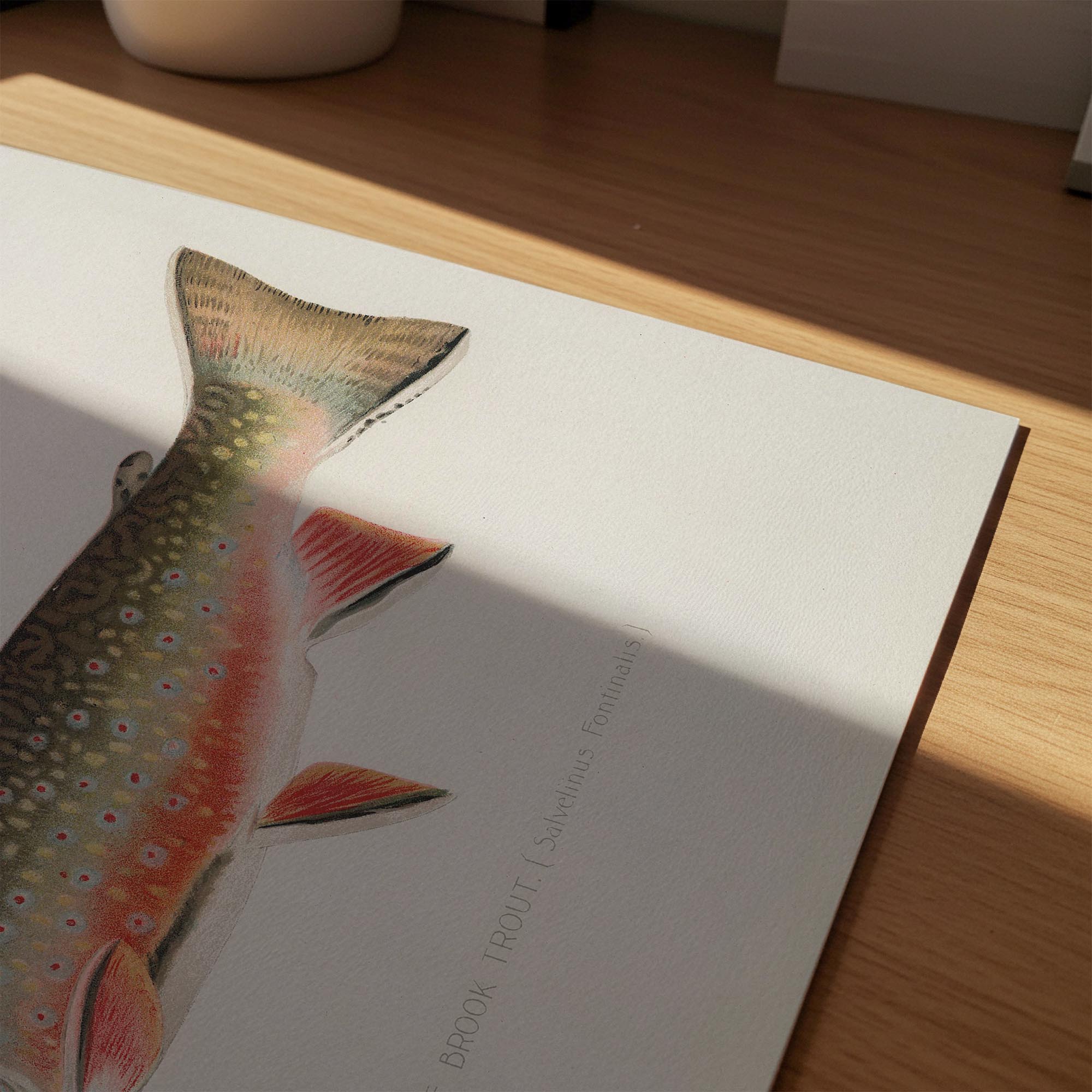 Brook Trout Fish Vintage Wall Art Print-Skudaboo