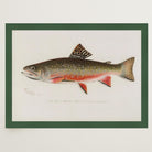 Brook Trout Fish Vintage Wall Art Print-Skudaboo