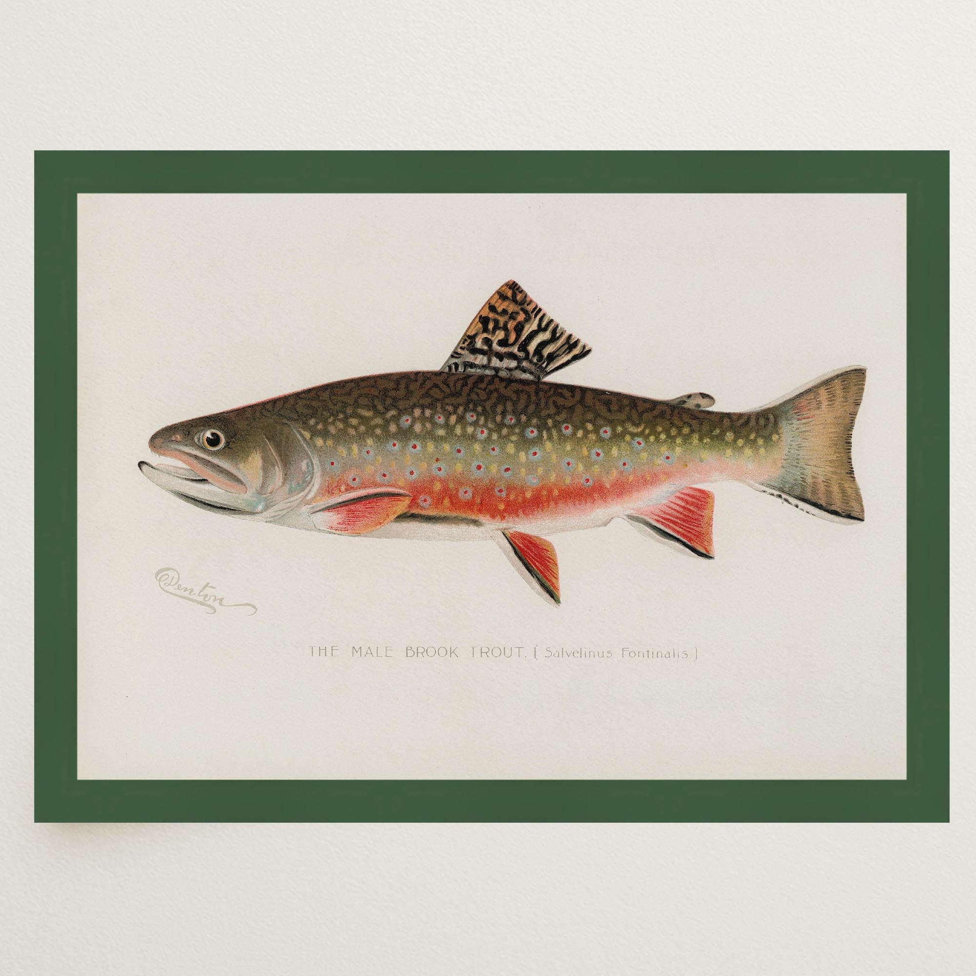 Brook Trout Fish Vintage Wall Art Print-Skudaboo