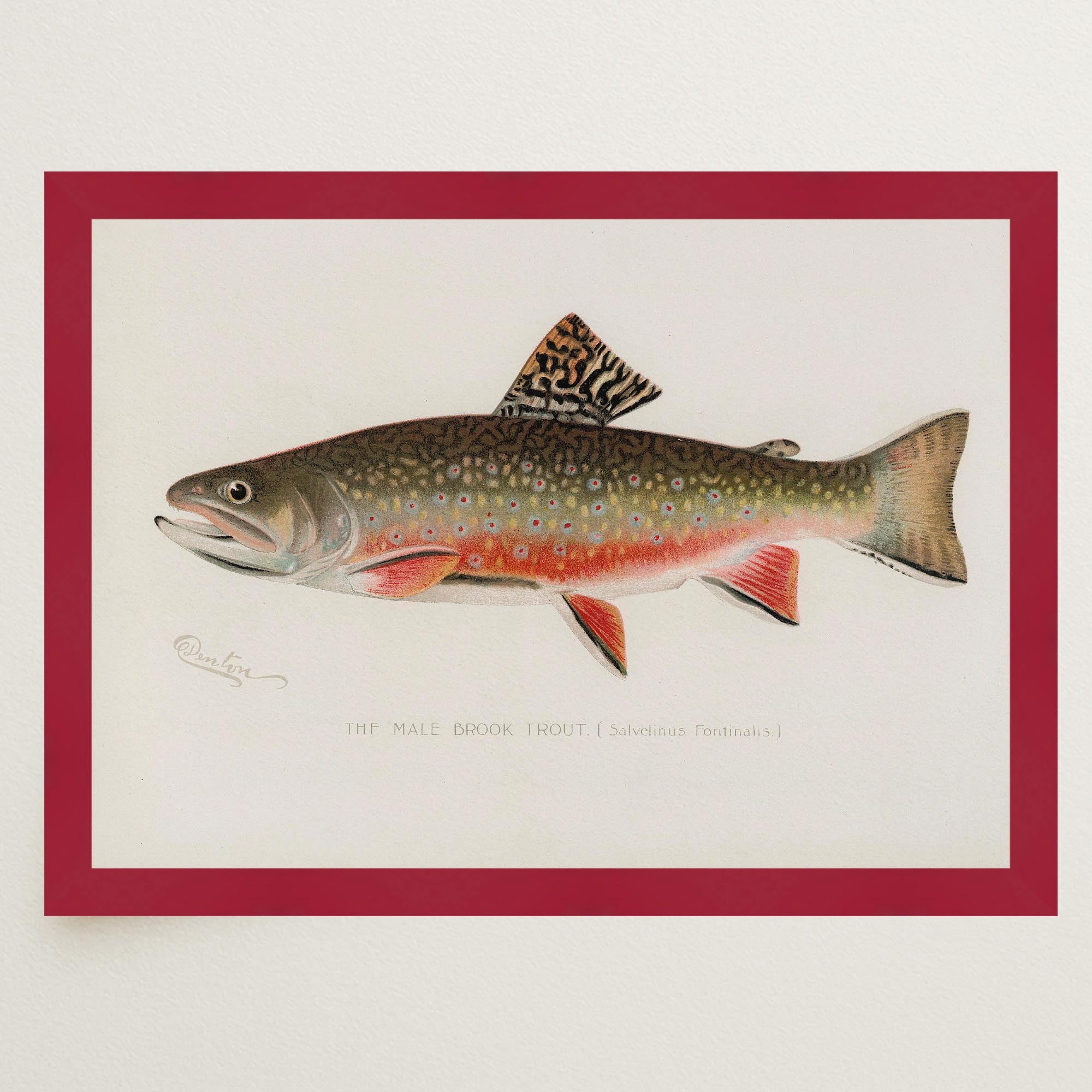Brook Trout Fish Vintage Wall Art Print-Skudaboo