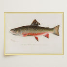 Brook Trout Fish Vintage Wall Art Print-Skudaboo