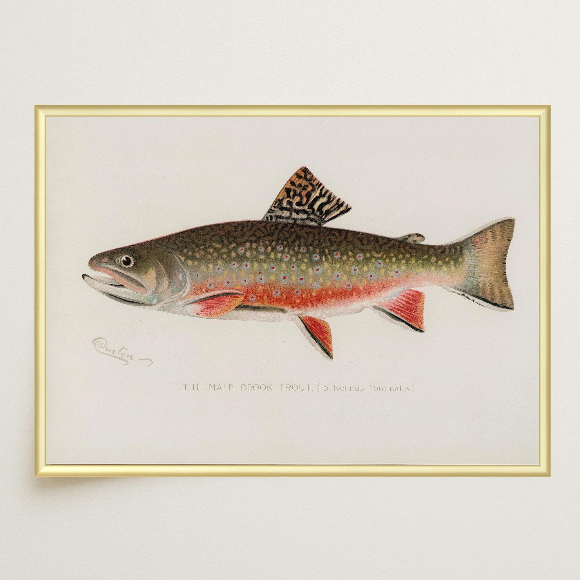 Brook Trout Fish Vintage Wall Art Print-Skudaboo