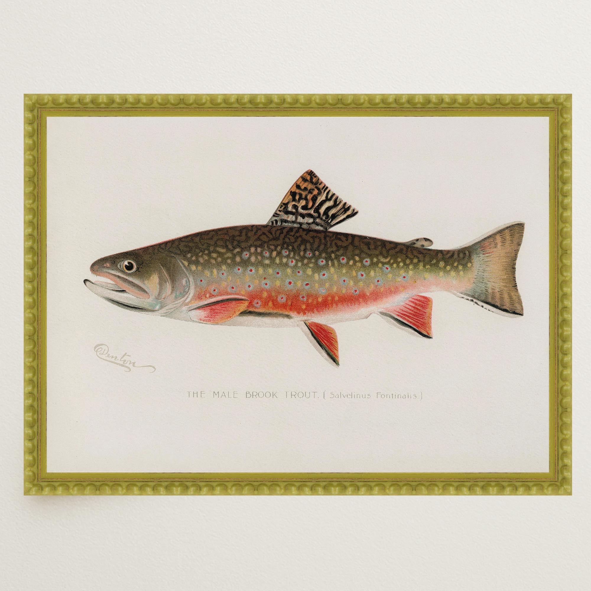 Brook Trout Fish Vintage Wall Art Print-Skudaboo