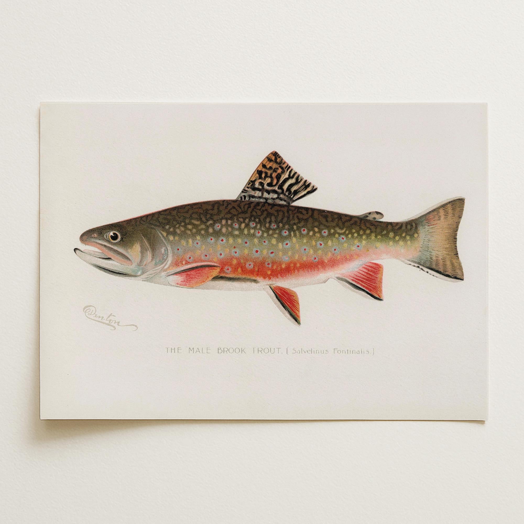 Brook Trout Fish Vintage Wall Art Print-Skudaboo