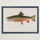 Brook Trout Fish Vintage Wall Art Print-Skudaboo
