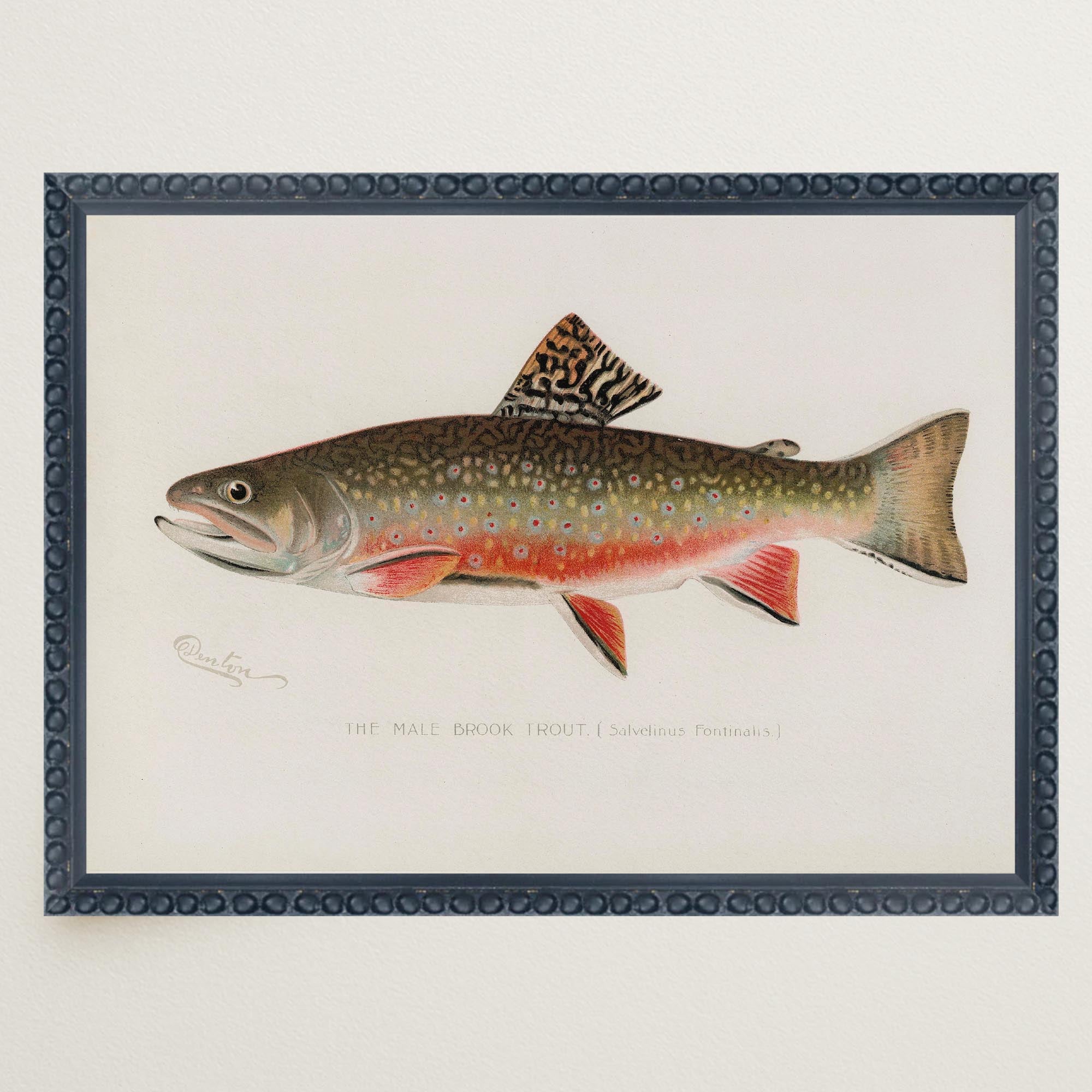 Brook Trout Fish Vintage Wall Art Print-Skudaboo