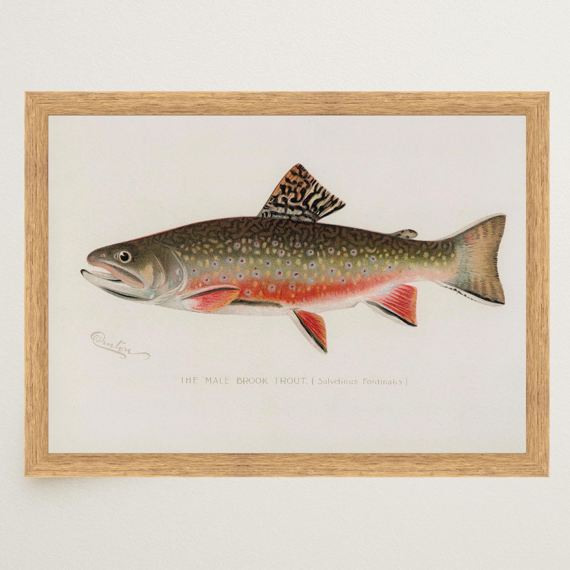 Brook Trout Fish Vintage Wall Art Print-Skudaboo
