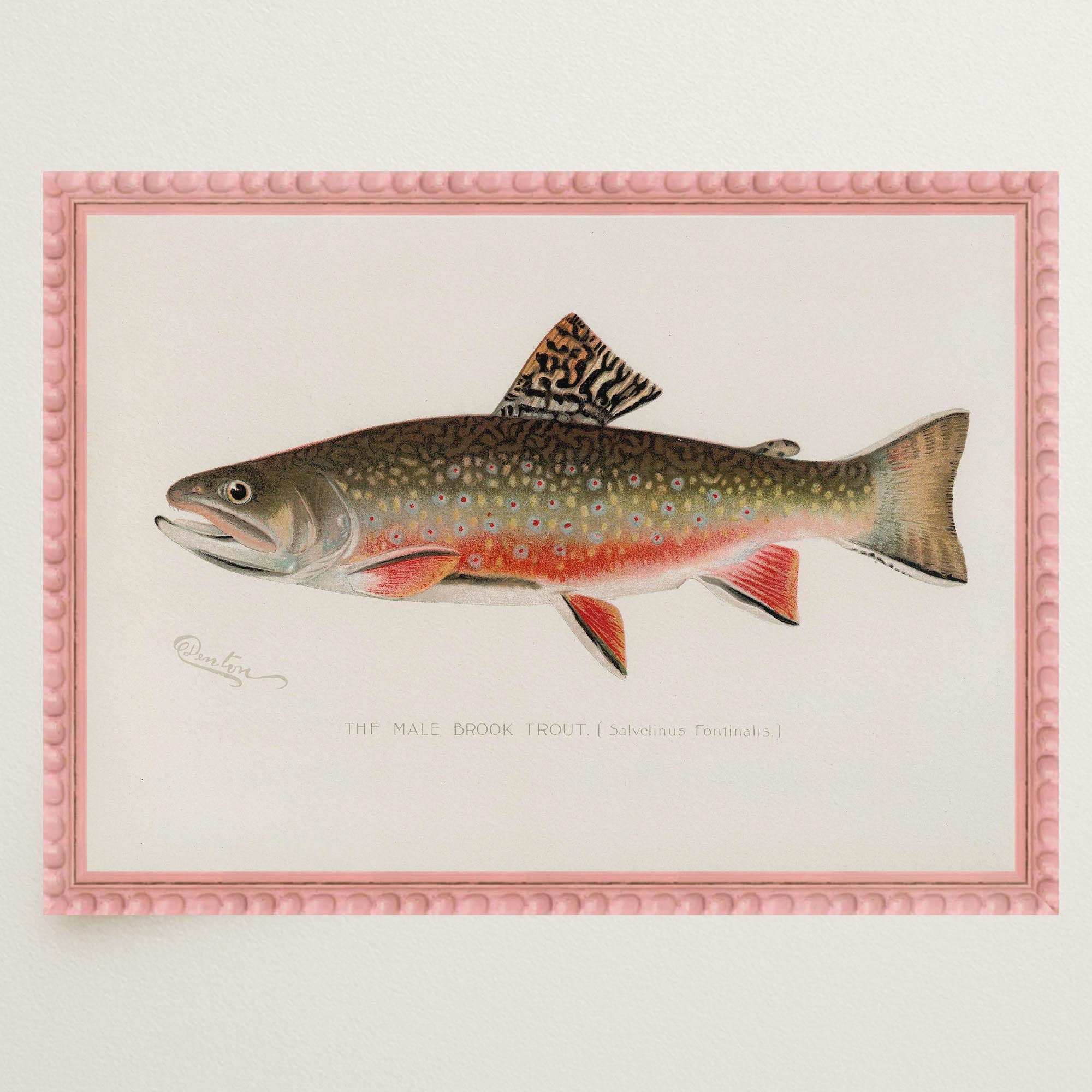 Brook Trout Fish Vintage Wall Art Print-Skudaboo
