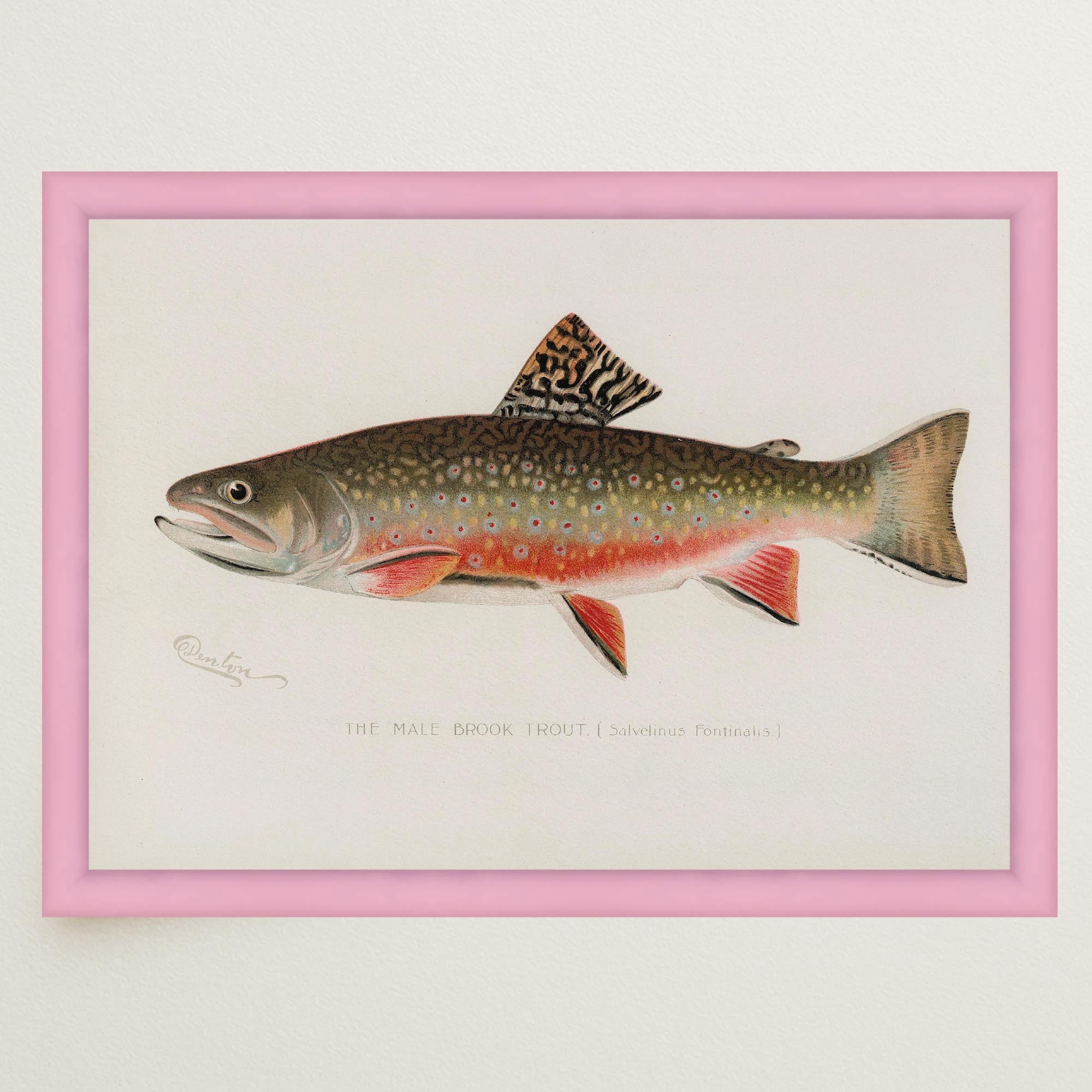 Brook Trout Fish Vintage Wall Art Print-Skudaboo