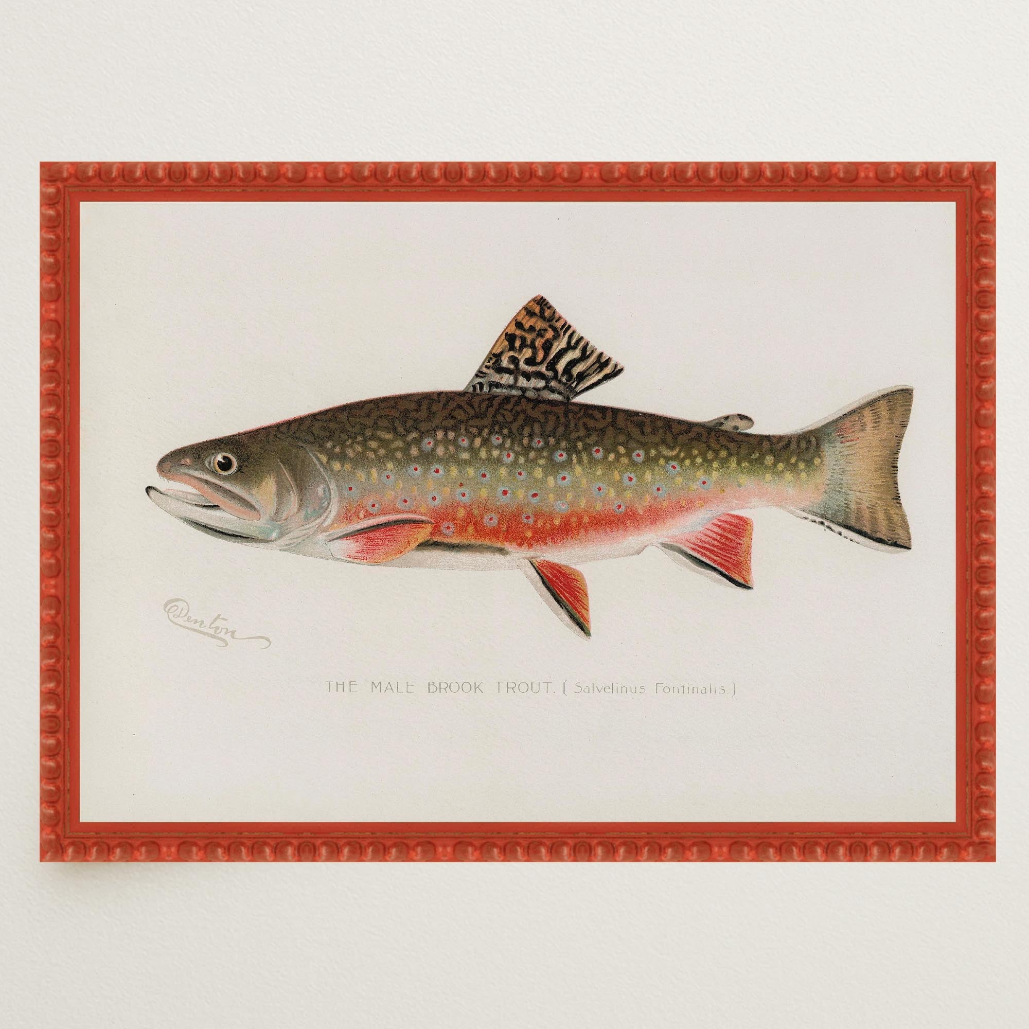Brook Trout Fish Vintage Wall Art Print-Skudaboo