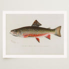 Brook Trout Fish Vintage Wall Art Print-Skudaboo