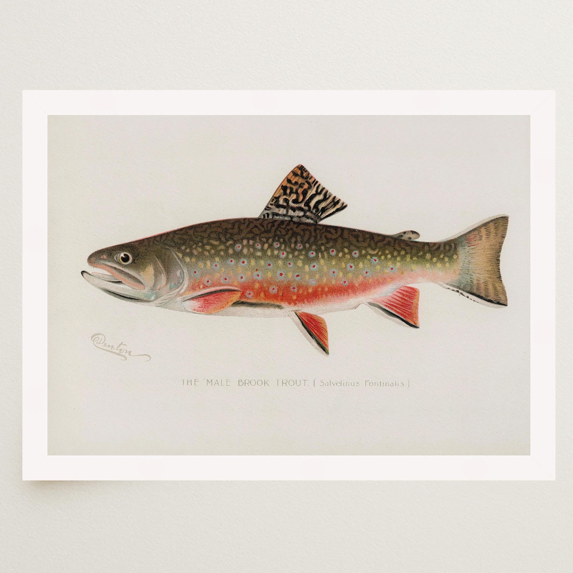 Brook Trout Fish Vintage Wall Art Print-Skudaboo