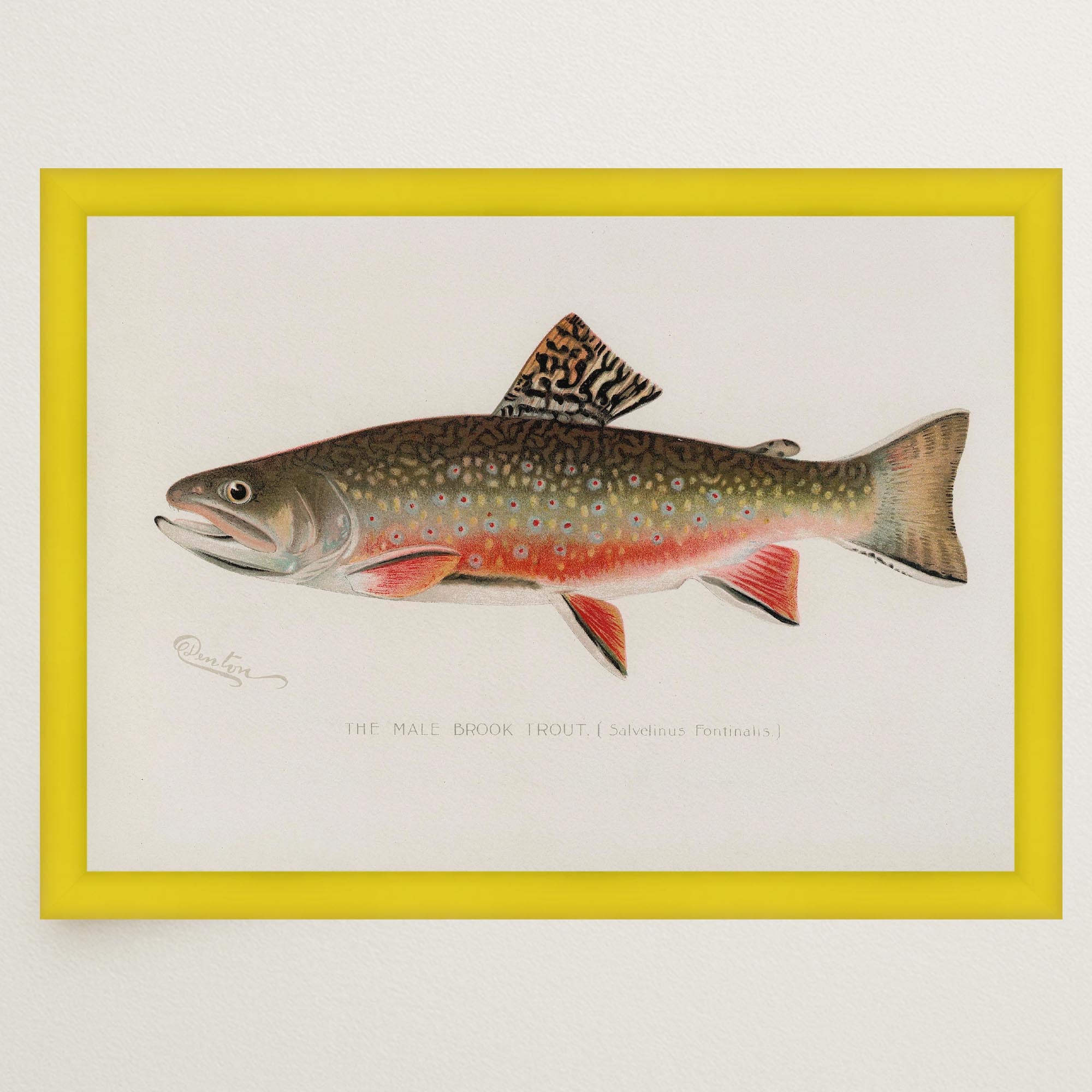 Brook Trout Fish Vintage Wall Art Print-Skudaboo