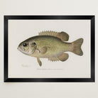 Rock Bass Fish Vintage Wall Art Print-Skudaboo