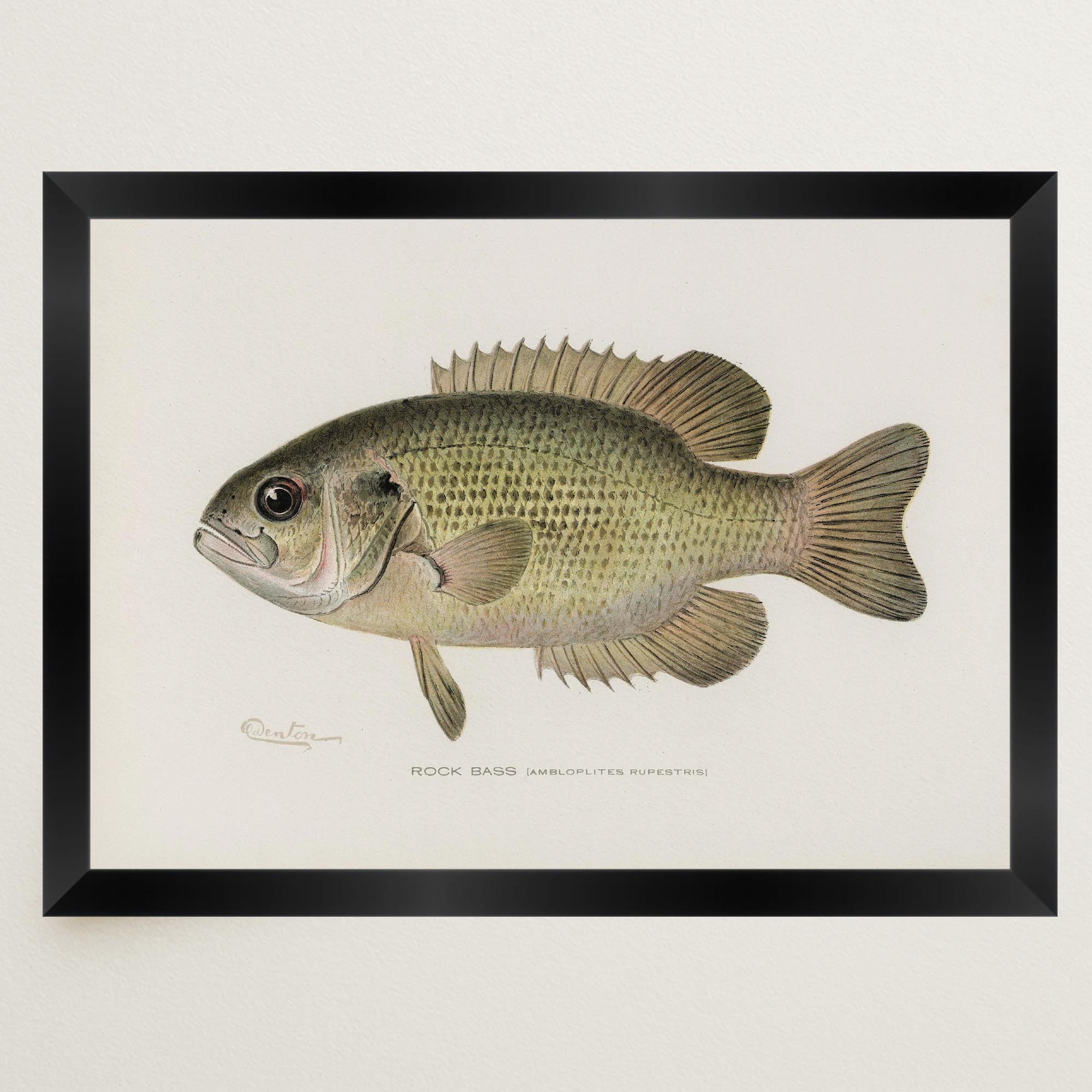 Rock Bass Fish Vintage Wall Art Print-Skudaboo