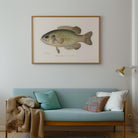 Rock Bass Fish Vintage Wall Art Print-Skudaboo