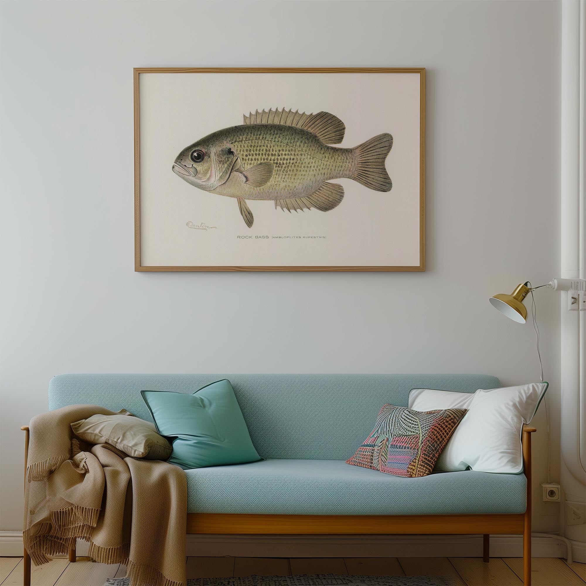 Rock Bass Fish Vintage Wall Art Print-Skudaboo