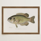 Rock Bass Fish Vintage Wall Art Print-Skudaboo