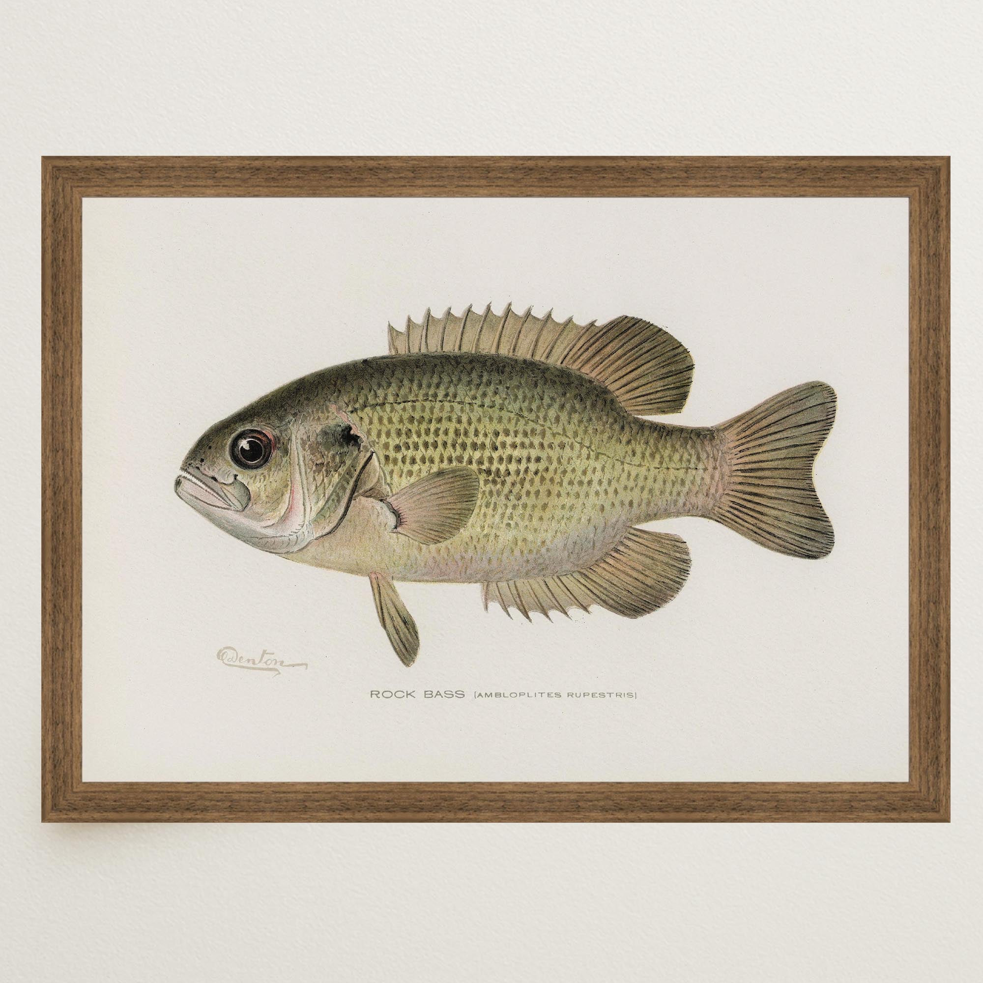 Rock Bass Fish Vintage Wall Art Print-Skudaboo