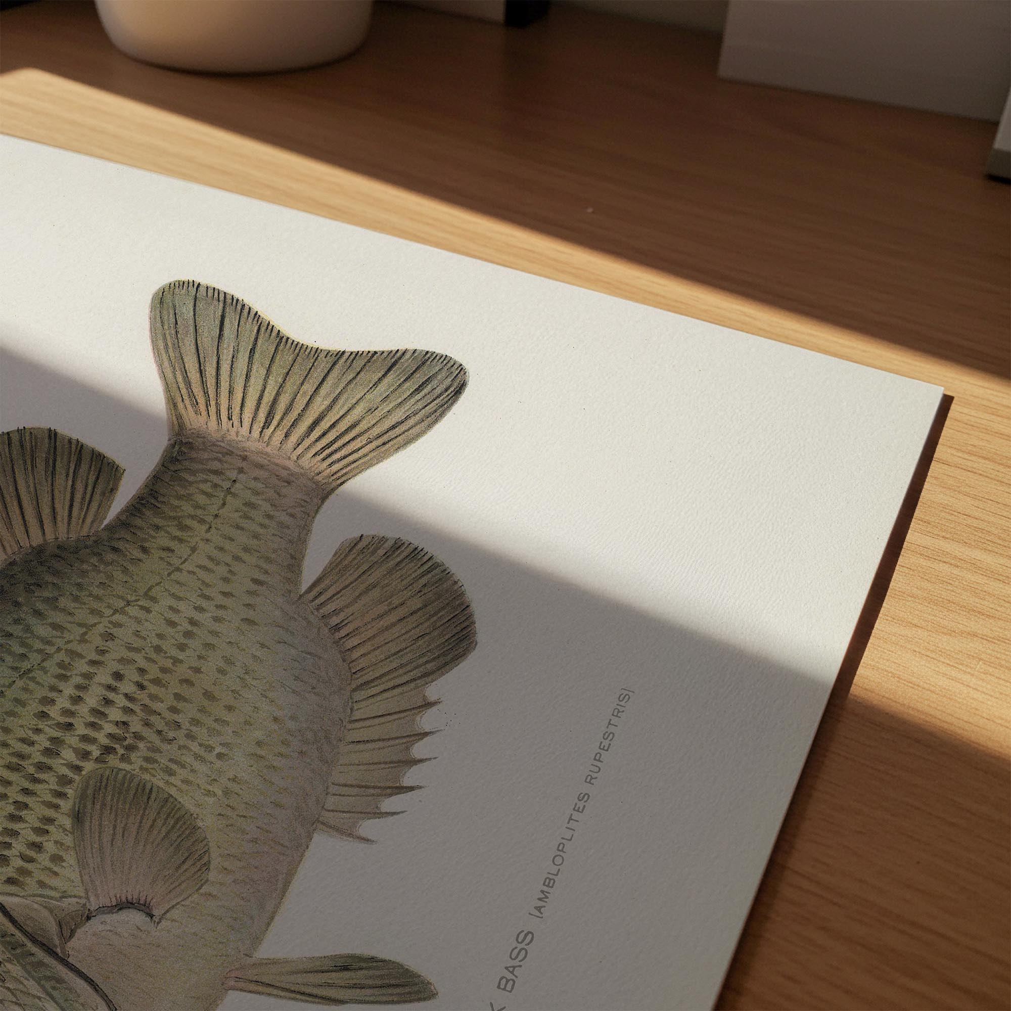 Rock Bass Fish Vintage Wall Art Print-Skudaboo