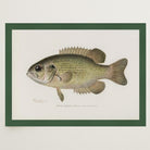 Rock Bass Fish Vintage Wall Art Print-Skudaboo