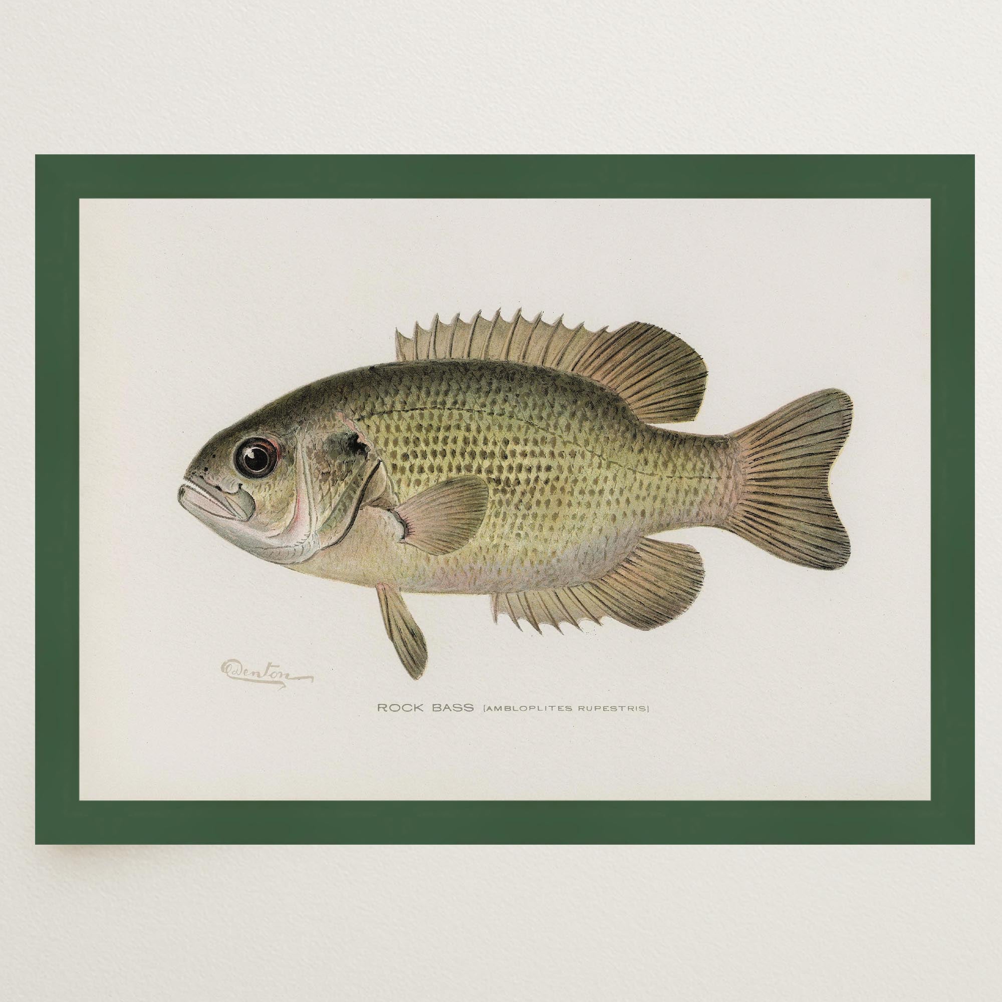 Rock Bass Fish Vintage Wall Art Print-Skudaboo