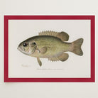 Rock Bass Fish Vintage Wall Art Print-Skudaboo