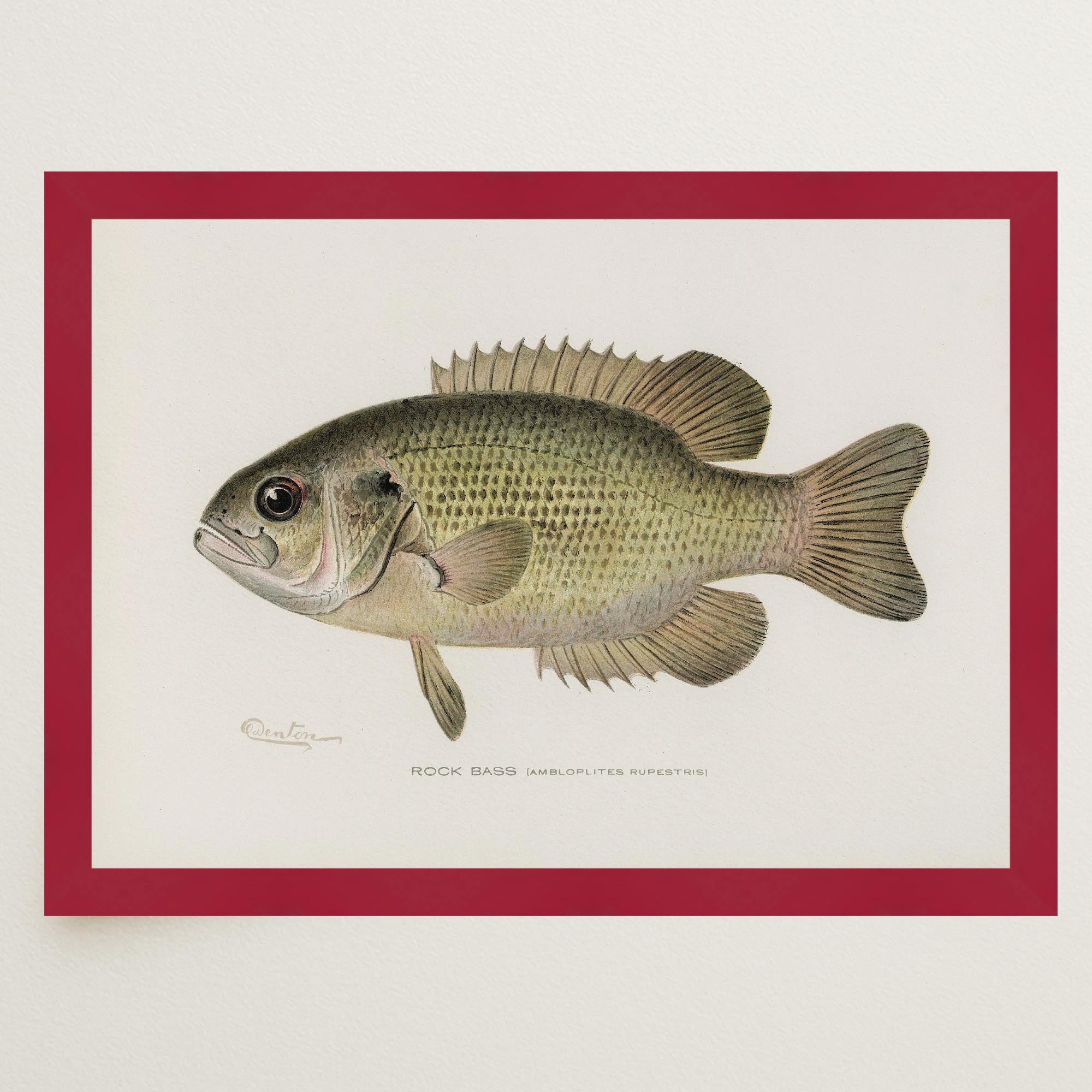 Rock Bass Fish Vintage Wall Art Print-Skudaboo