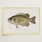 Rock Bass Fish Vintage Wall Art Print-Skudaboo