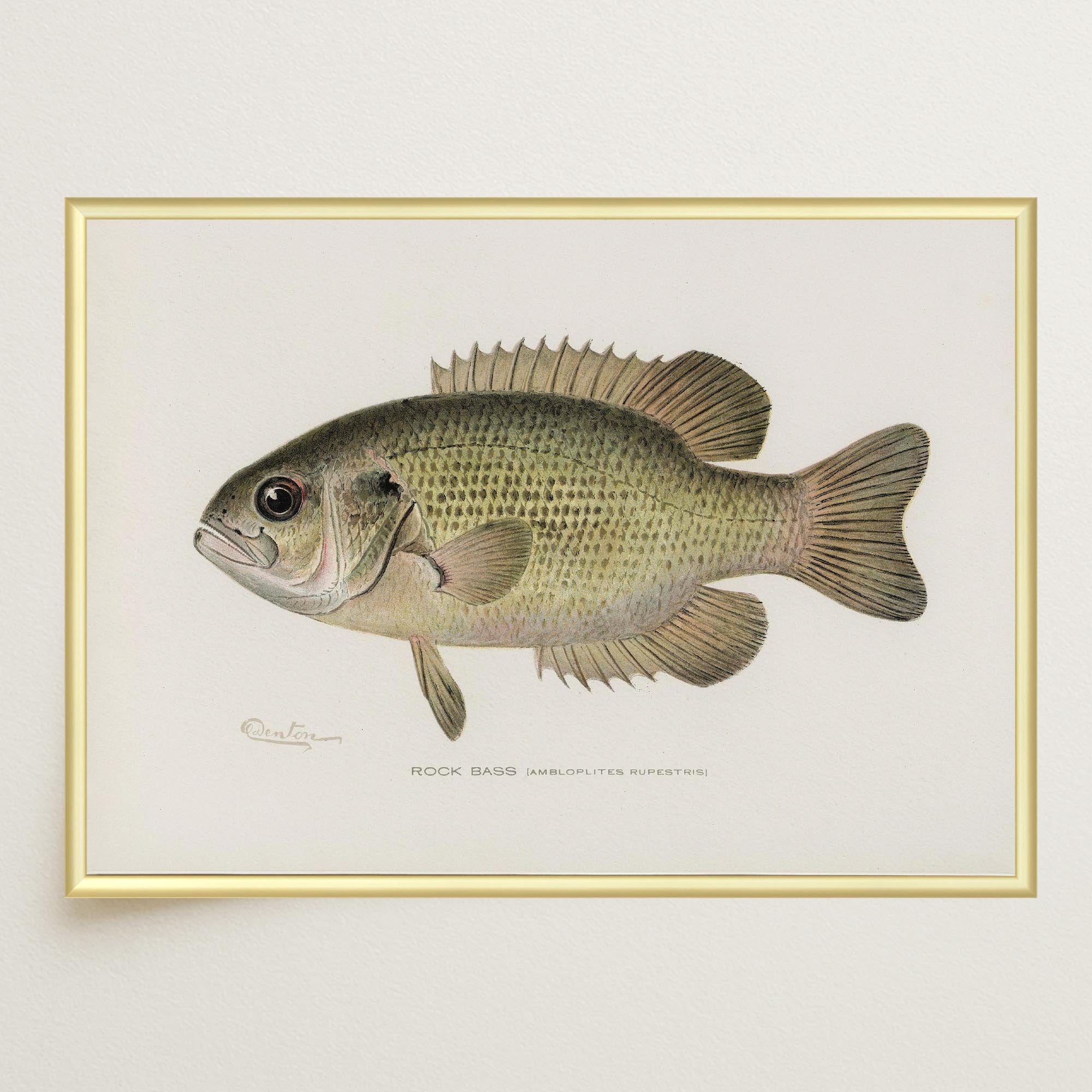 Rock Bass Fish Vintage Wall Art Print-Skudaboo