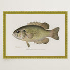 Rock Bass Fish Vintage Wall Art Print-Skudaboo