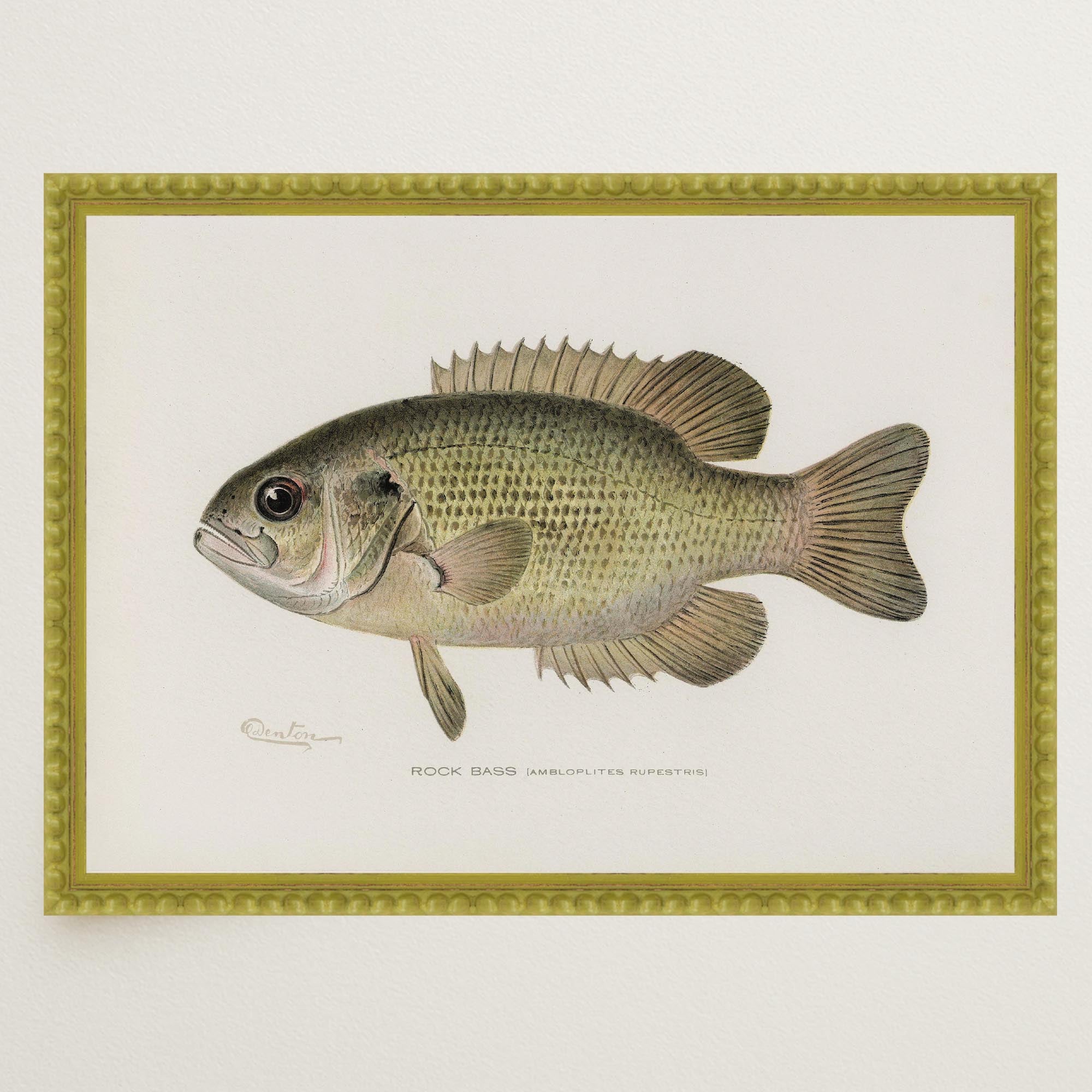 Rock Bass Fish Vintage Wall Art Print-Skudaboo