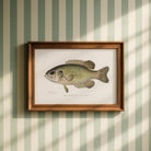 Rock Bass Fish Vintage Wall Art Print-Skudaboo