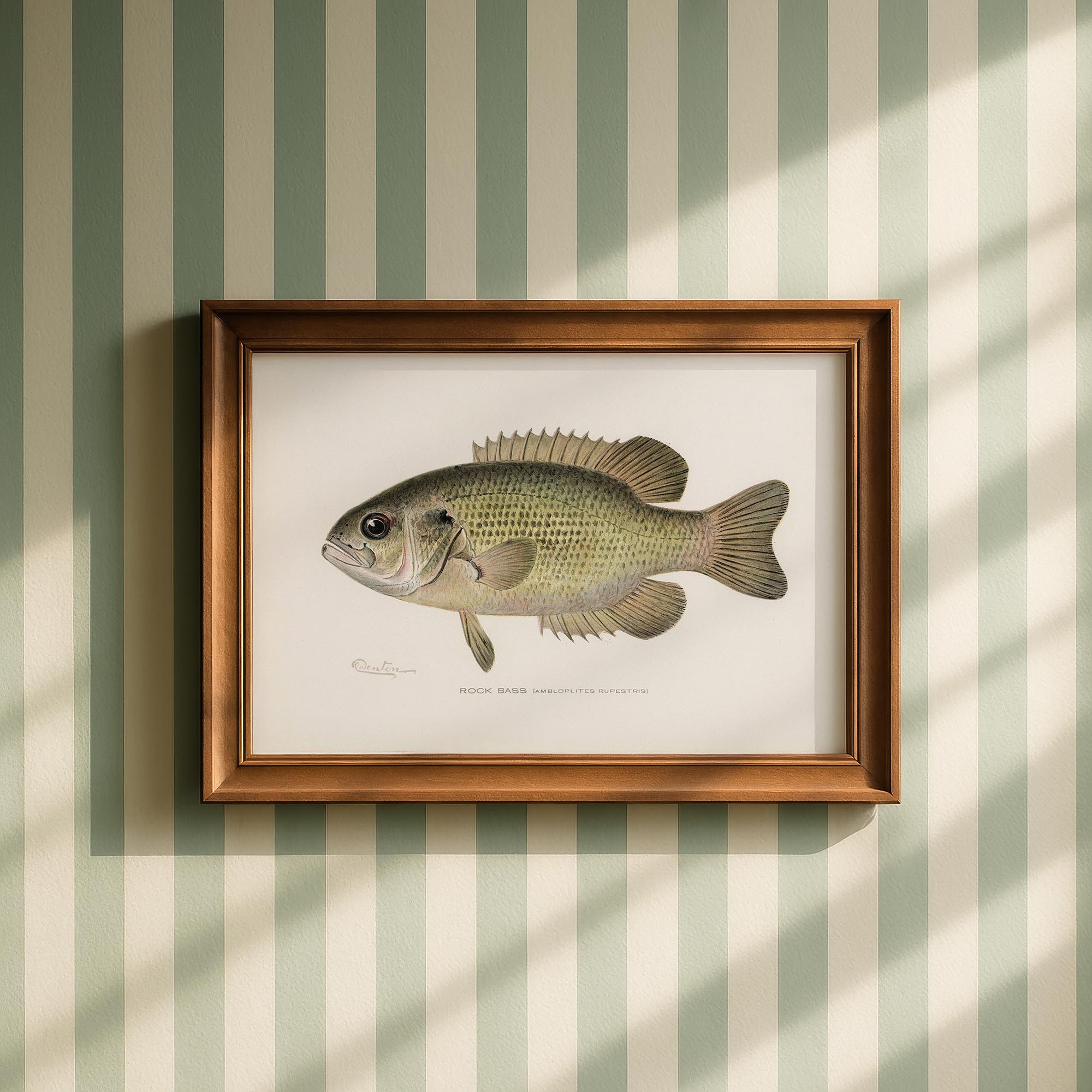 Rock Bass Fish Vintage Wall Art Print-Skudaboo
