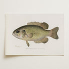 Rock Bass Fish Vintage Wall Art Print-Skudaboo