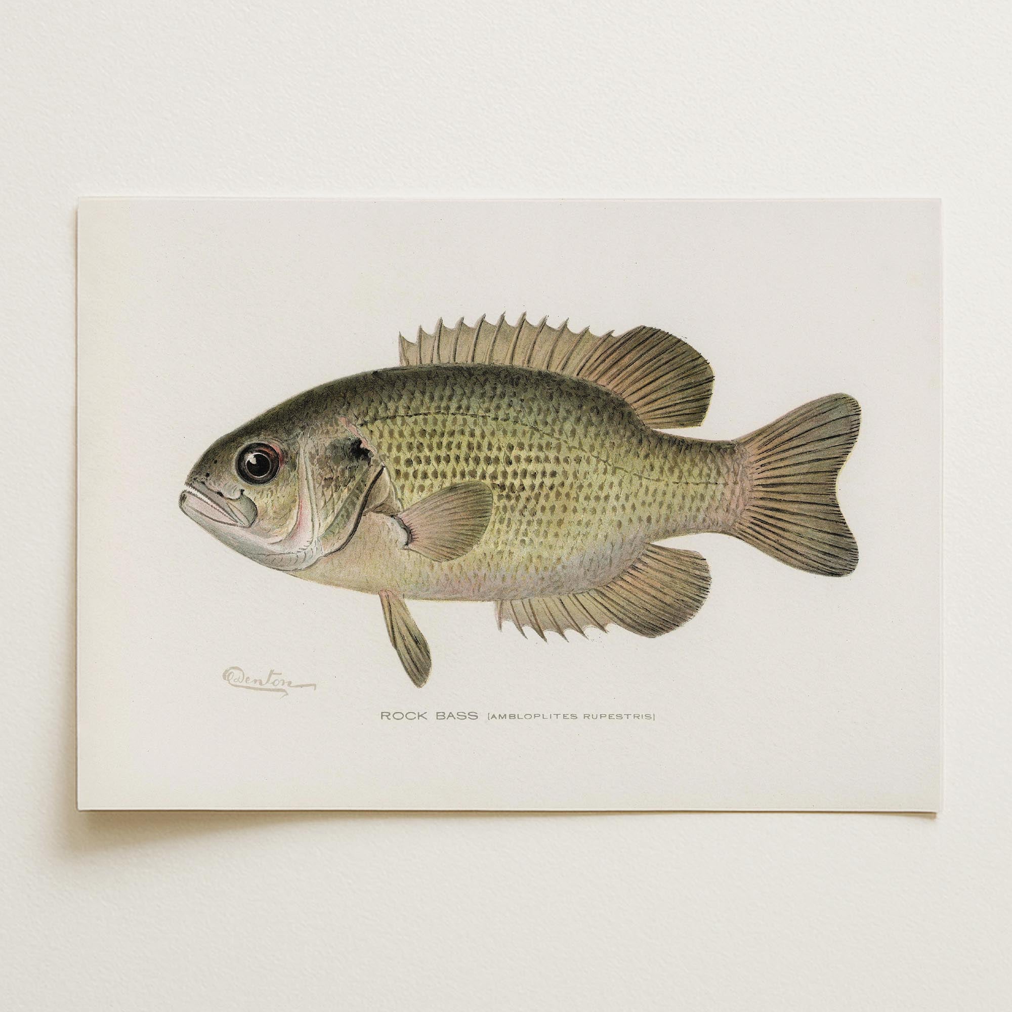 Rock Bass Fish Vintage Wall Art Print-Skudaboo